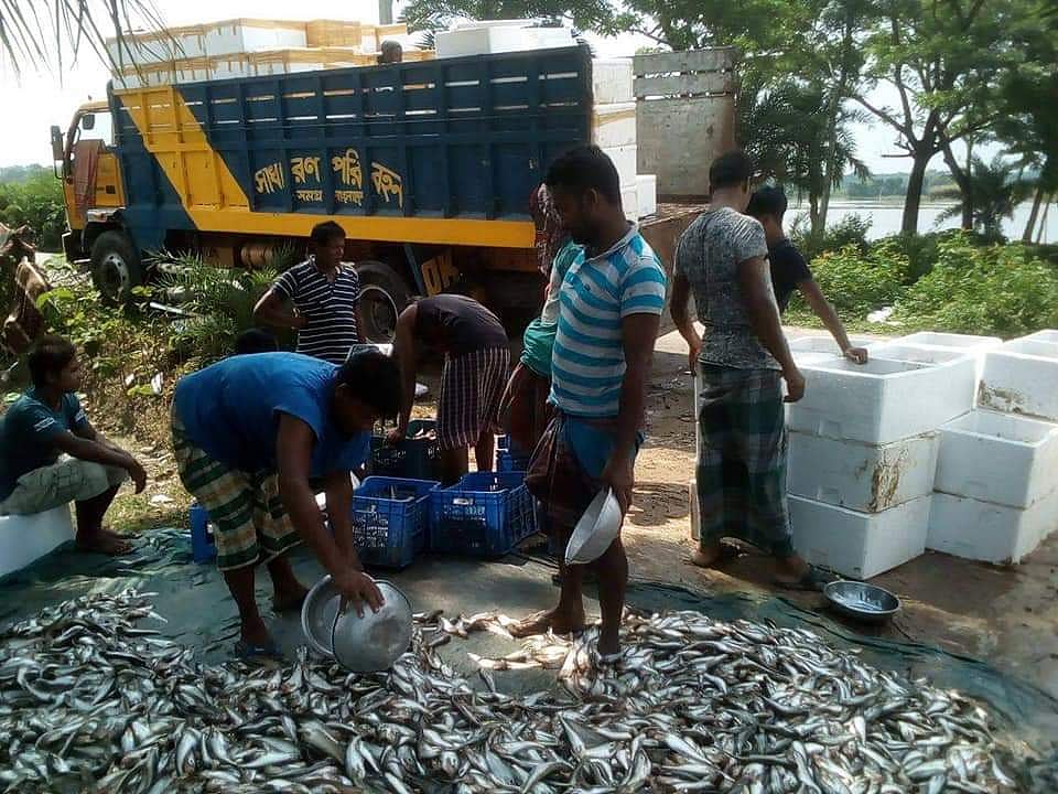 ভারতে রপ্তানির জন্য পাবদা মাছ বরফ দিয়ে মোড়কজাত করা হচ্ছে।