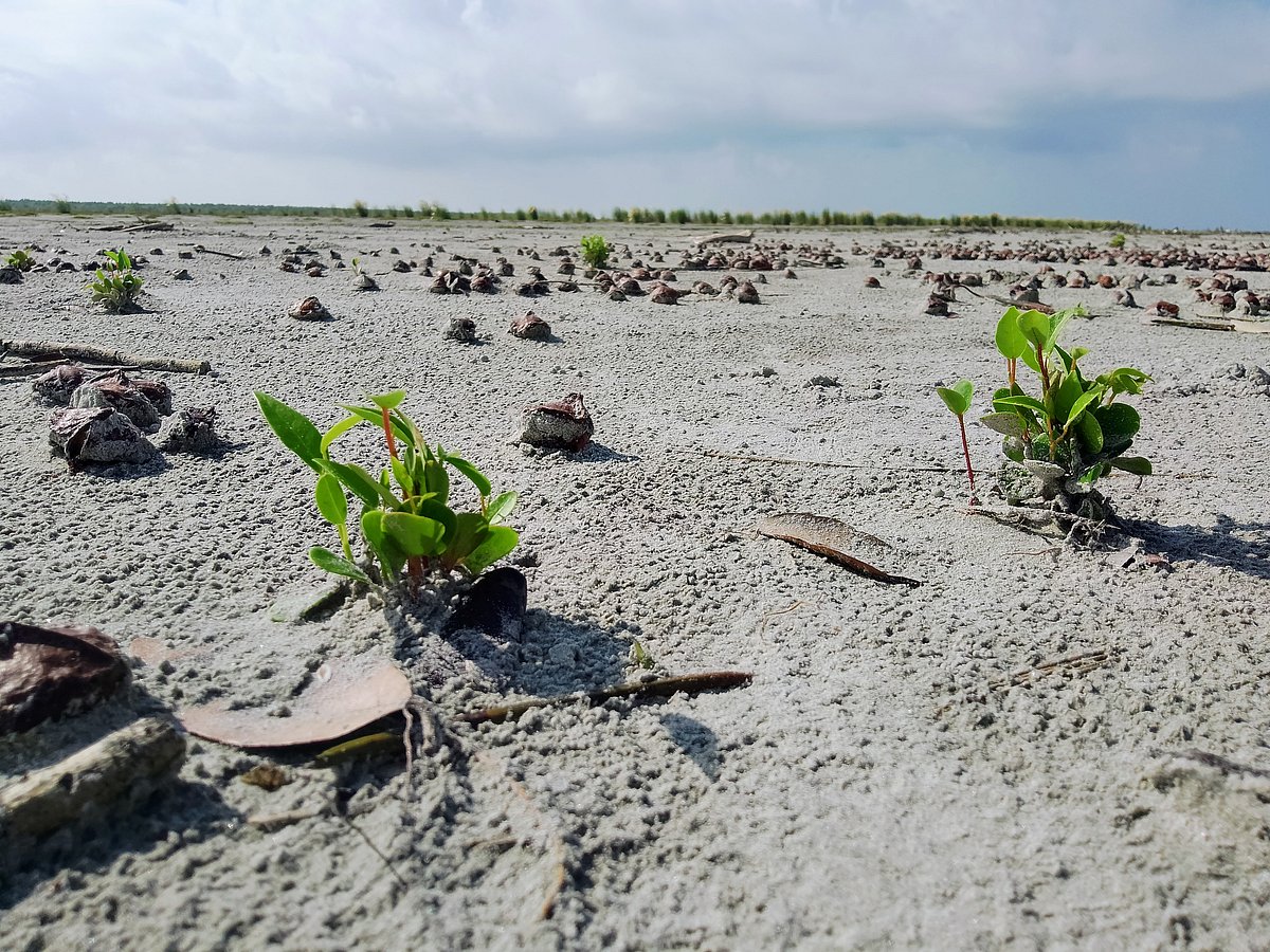 বঙ্গবন্ধু চরে ম্যানগ্রোভ বনের বিভিন্ন প্রজাতির উদ্ভিদ জন্মাতে শুরু করেছে। সম্প্রতি সুন্দরবনের নীলকমল অভয়ারণ্যের পাশে বঙ্গবন্ধু চরে