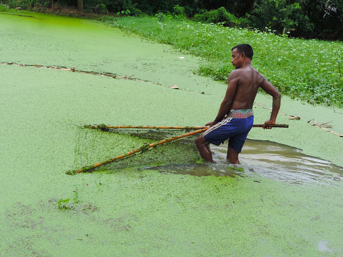 জলাশয়ের ক্ষুদ্র কচুরিপানা সংগ্রহ করছেন রফিকুল ইসলাম। গাজীপুরের শ্রীপুরের ফালু মার্কেট এলাকায় গত সোমবার