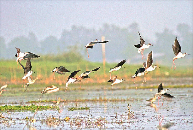 লম্বা পায়ের ঢ্যাঙা পাখিগুলো | প্রথম আলো