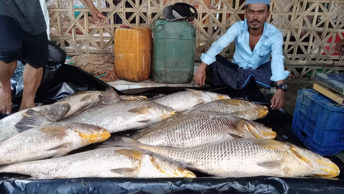 সেন্ট মার্টিনের জেলে আবদুল গণির জালে ধরা পড়েছে ১০টি পোপা মাছ। আজ সকালে সেন্ট মার্টিন ফিশারিজ ঘাটে
