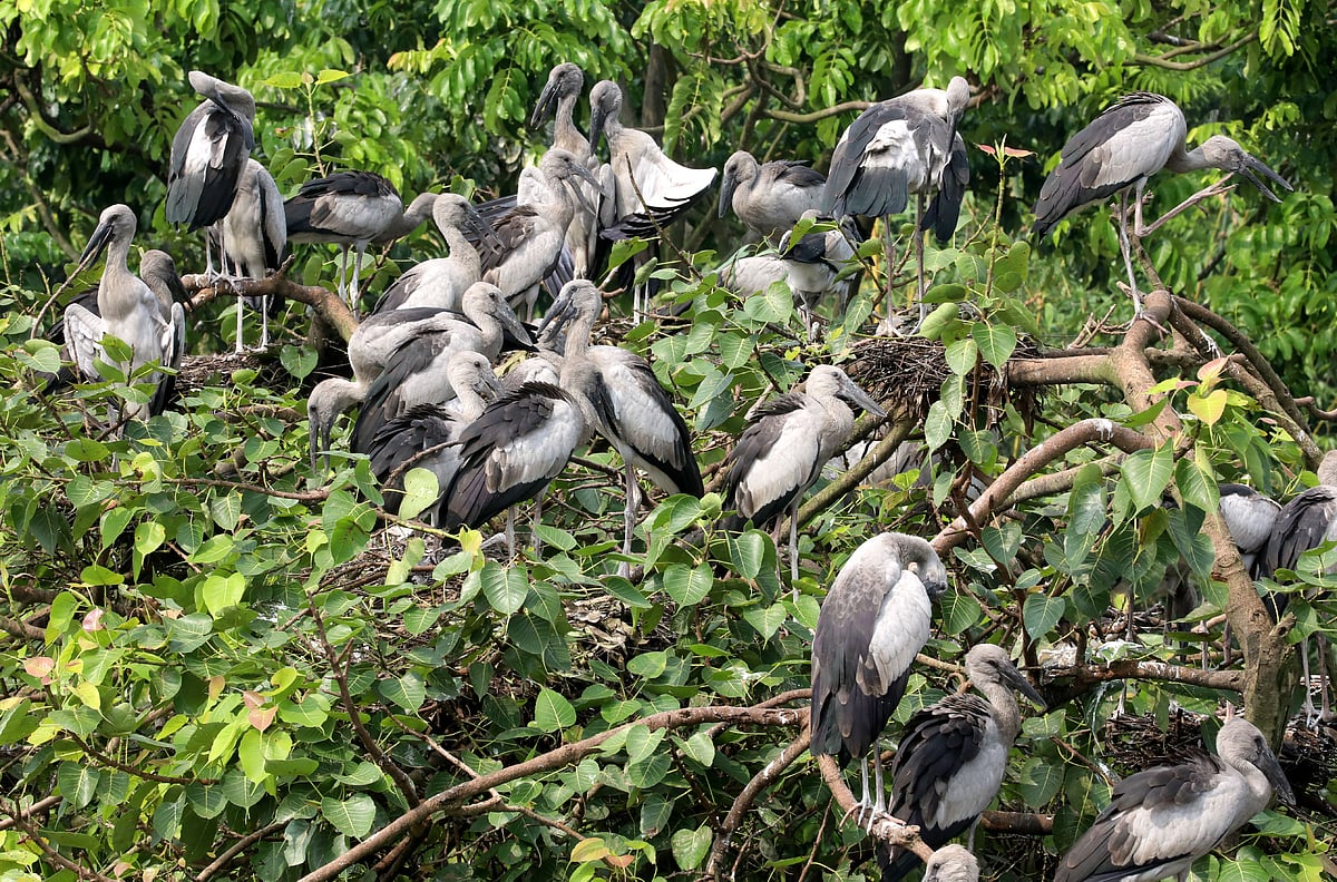 বিহারহাটের আশপাশের গাছগুলোতে হাজারো পাখির আবাসস্থল। সম্প্রতি তোলা