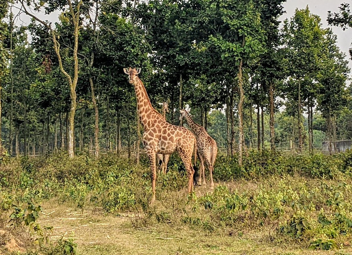 সাফারি পার্কে বেঁচে থাকা শেষ জিরাফটিও মারা গেছে