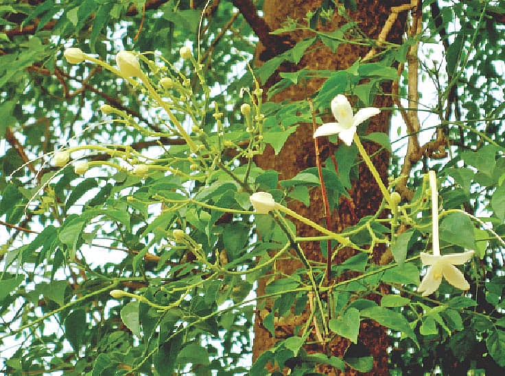 দক্ষিণ ভারতের চেন্নাই শহরের পথপাশে ফুটেছে হিমঝুরি