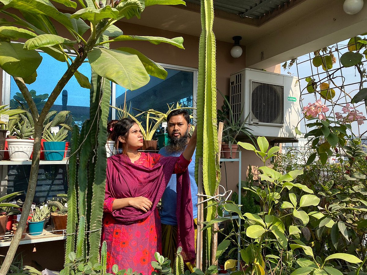 নারায়ণগঞ্জ শহরের মাসদাইর পতেঙ্গা মোড় এলাকার জামাল উদ্দিন ও ইভা আক্তার দম্পতি চার হাজারের বেশি গাছের ছাদবাগান গড়ে তুলেছেন