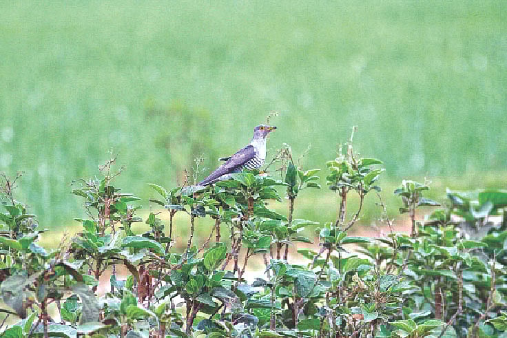 পাতি পাপিয়া। পঞ্চগড়ের তেঁতুলিয়ার কাজীপাড়া থেকে তোলা