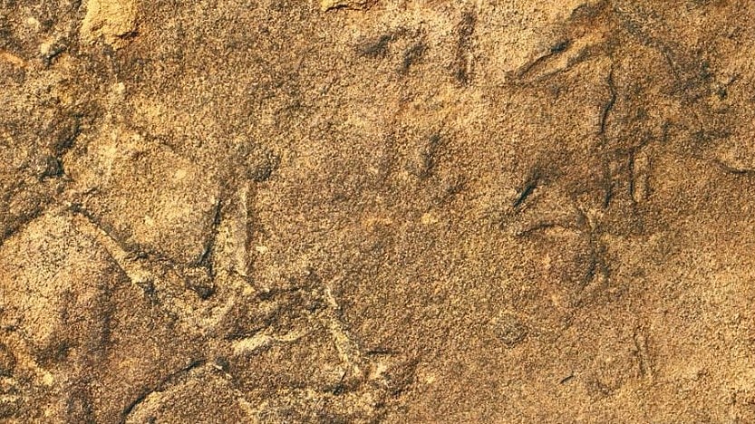 পাখির দেহের জীবাশ্মের মতো দেখতে পায়ের ছাপ