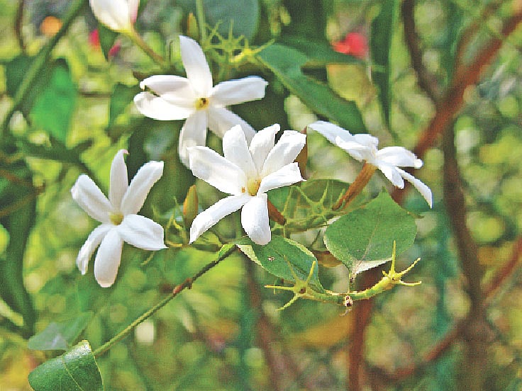 শারদমল্লিকা