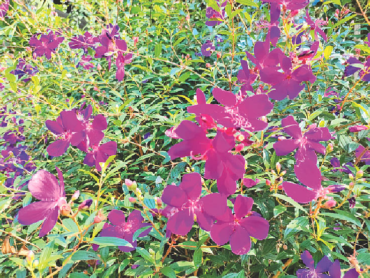 গাজীপুরের কালীগঞ্জে ফুলদি গ্রামে ফোটা বেগমবাহার ফুল