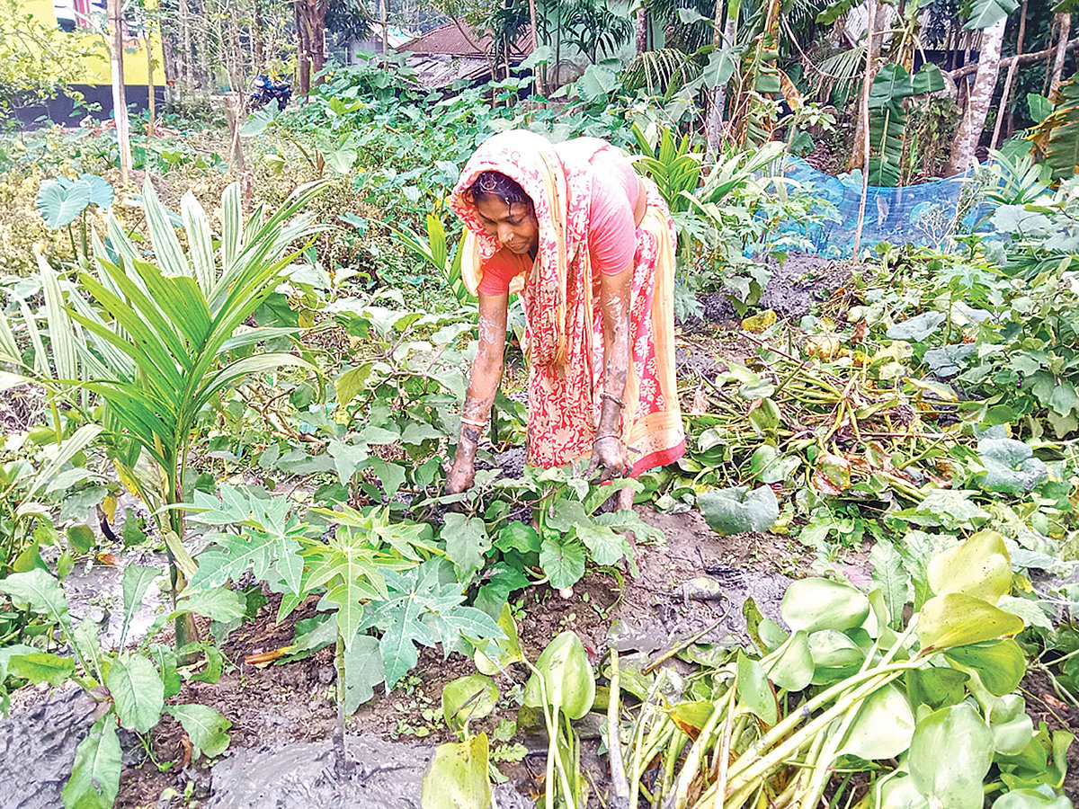 ঝালকাঠি সদর উপজেলার কাপড়কাঠি গ্রামের সবজিখেতে গাছের পরিচর্যা করছেন এক নারী। সম্প্রতি তোলা ছবি
