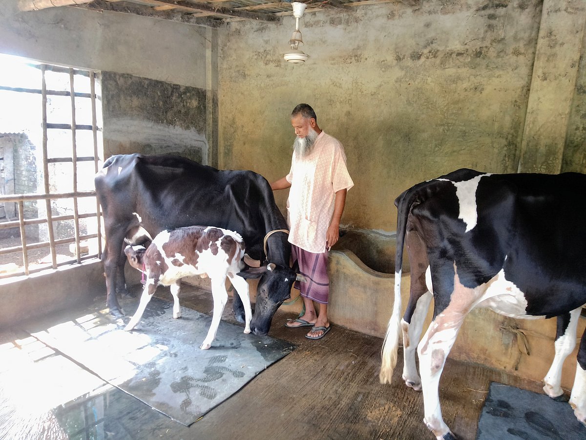 খুলনার কয়রা উপজেলায় শাহাজান সিরাজের গরুর খামার। সম্প্রতি কয়রা উপজেলা সদরের ৪ নম্বর কয়রা গ্রামে