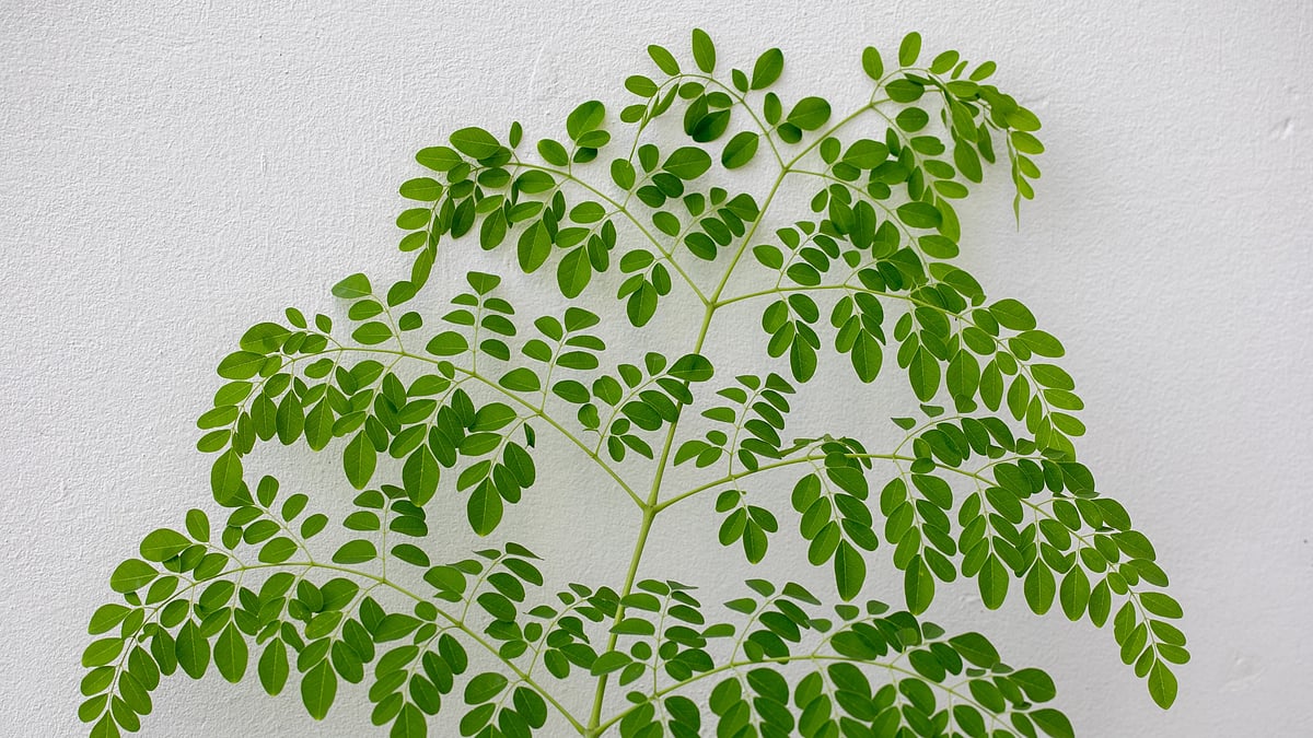 শজনেগাছের বহুল ব্যবহৃত অংশটি হলো এর পাতা, যা বর্তমানে বেশি ব্যবহৃত হচ্ছে ডায়াবেটিসের ওষুধ হিসেবে