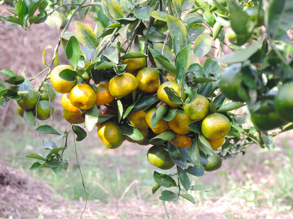 গাজীপুরের শ্রীপুরের কমলা বাগান থেকে নিজের হাতে কমলা তুলে কেনা যায়