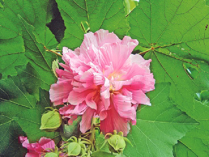 নড়াইলে রামকৃষ্ণ মিশনের আঙিনায় ফোটা স্থলপদ্ম ফুল