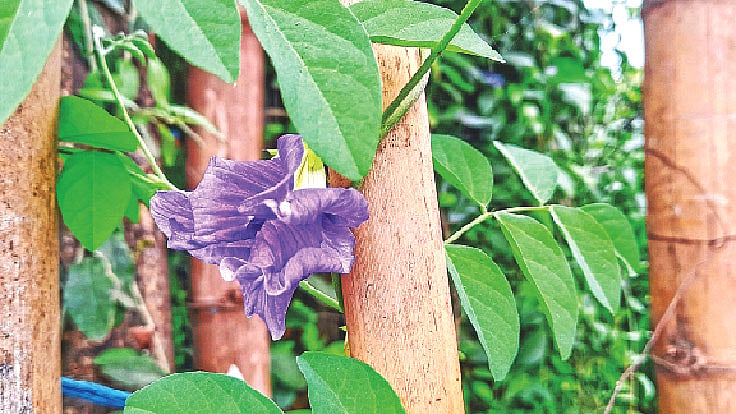 বেগুনি রঙের নতুন ধরনের অপরাজিতা। কক্সবাজারের পদুয়ারটেক থেকে তোলা