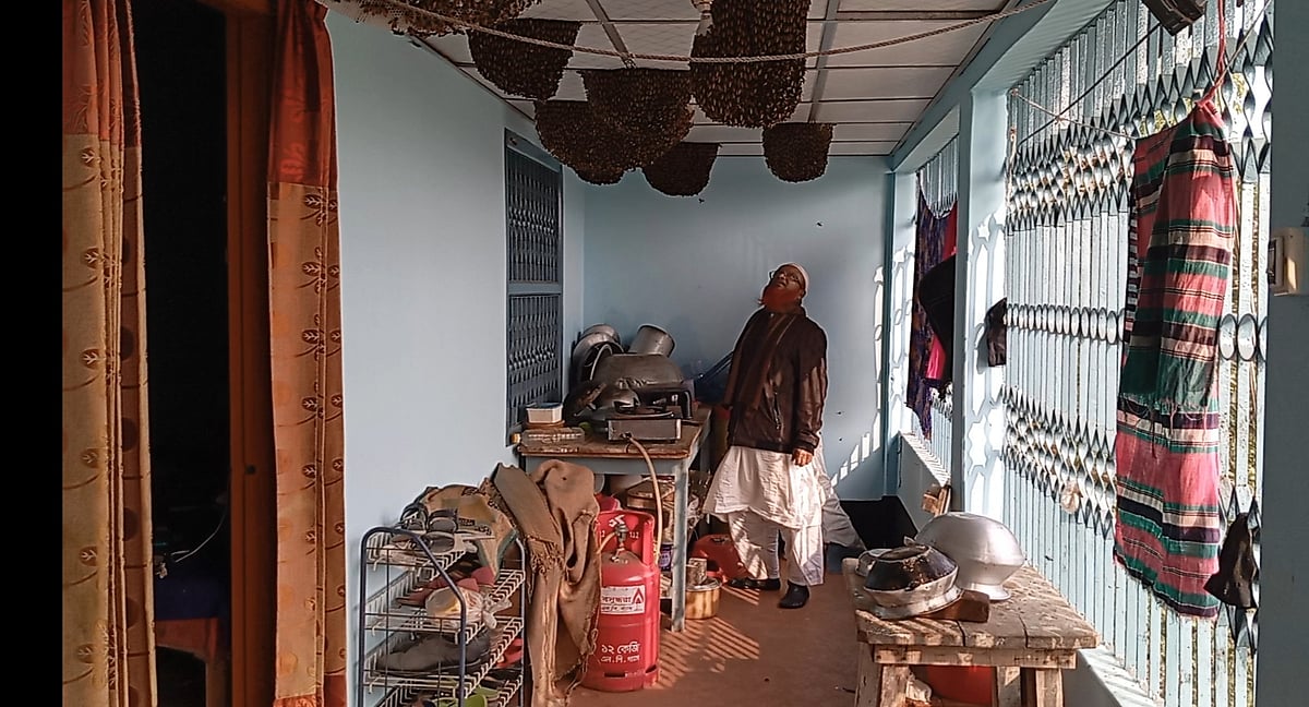 জয়পুরহাটের পাঁচবিবি উপজেলার পাঁচগাছি গ্রামের সাবেক ইউনিয়ন পরিষদ চেয়ারম্যান হবিবর রহমানের বাড়িতে আছে ১৫টি মৌচাক