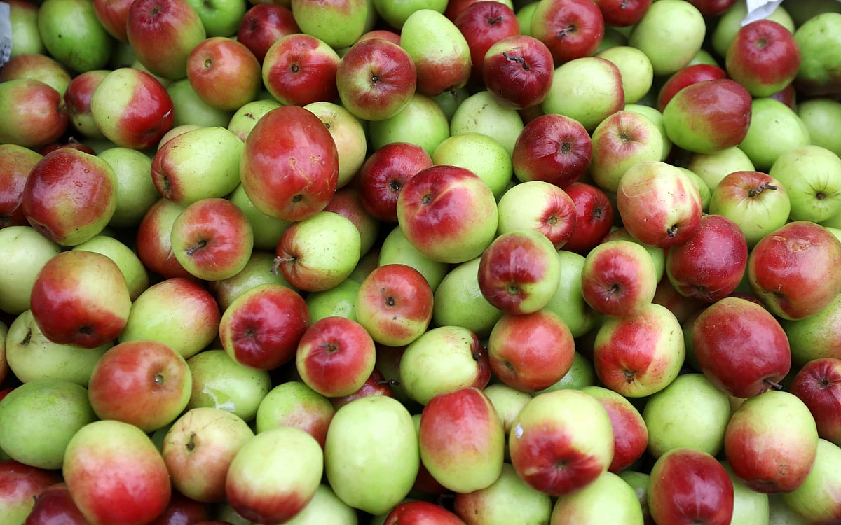 বরইয়ের মতো ফল শীতকালে যেকোনো ফ্লুর বিরুদ্ধে লড়াই করে