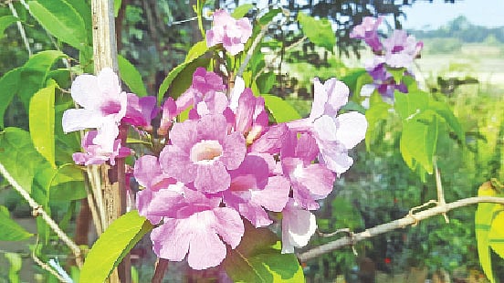 লতা পারুলের ছবিটি গত ১৬ ডিসেম্বর ময়মনসিংহের কাচারিঘাটের খান মোহাম্মদ আলী নার্সারি থেকে তোলা