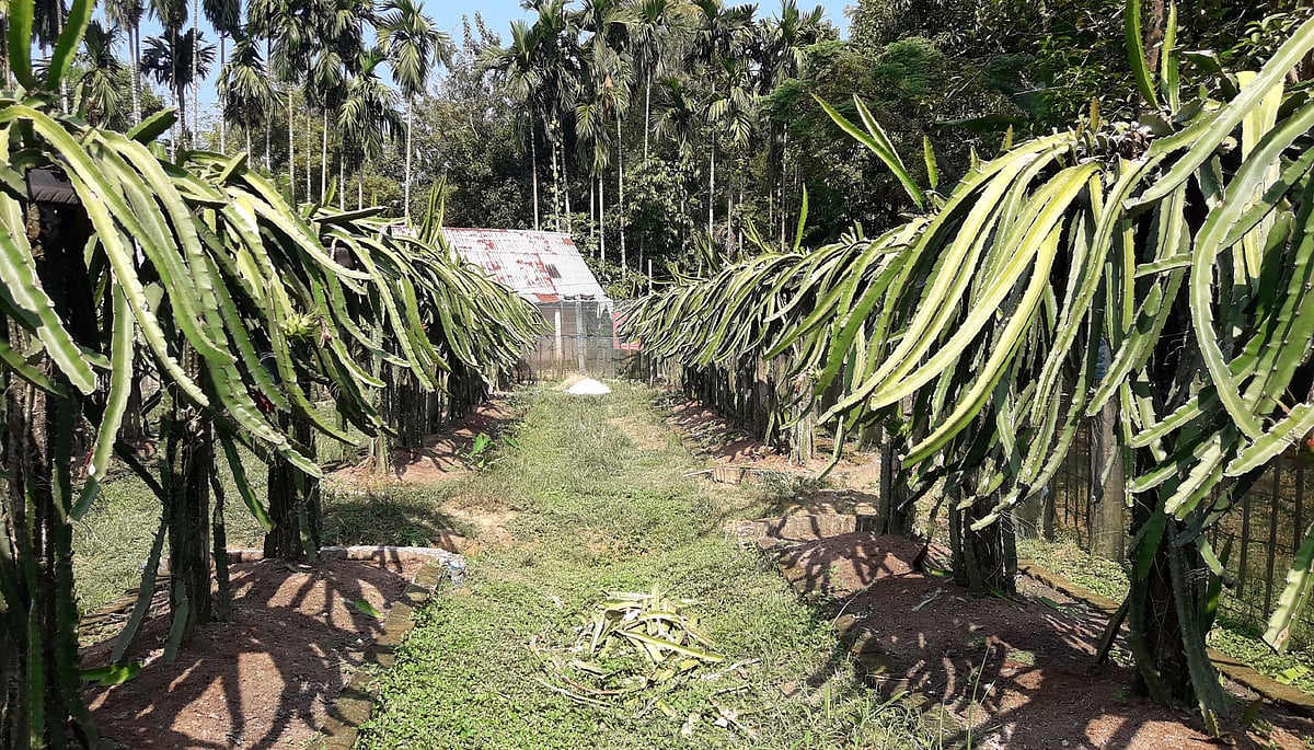 সারি বাঁধা ড্রাগন ফলের গাছ। সম্প্রতি মৌলভীবাজারের বড়লেখা উপজেলার আরেঙ্গাবাদে