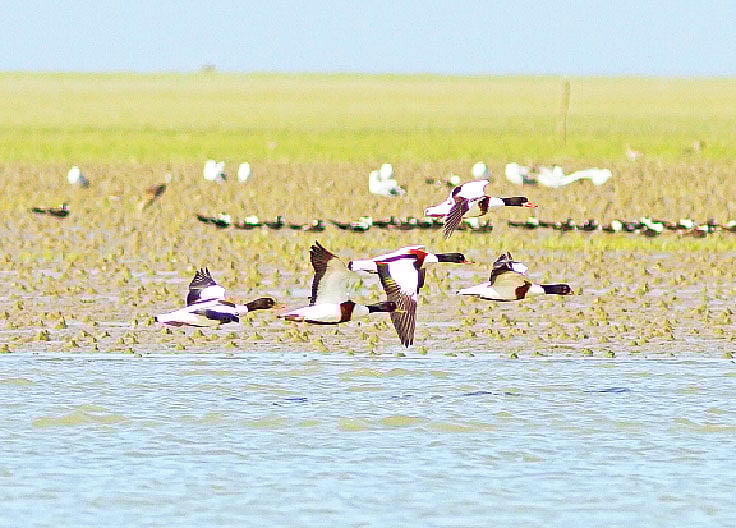 উপকূলে একঝাঁক পাতিচখাচখি