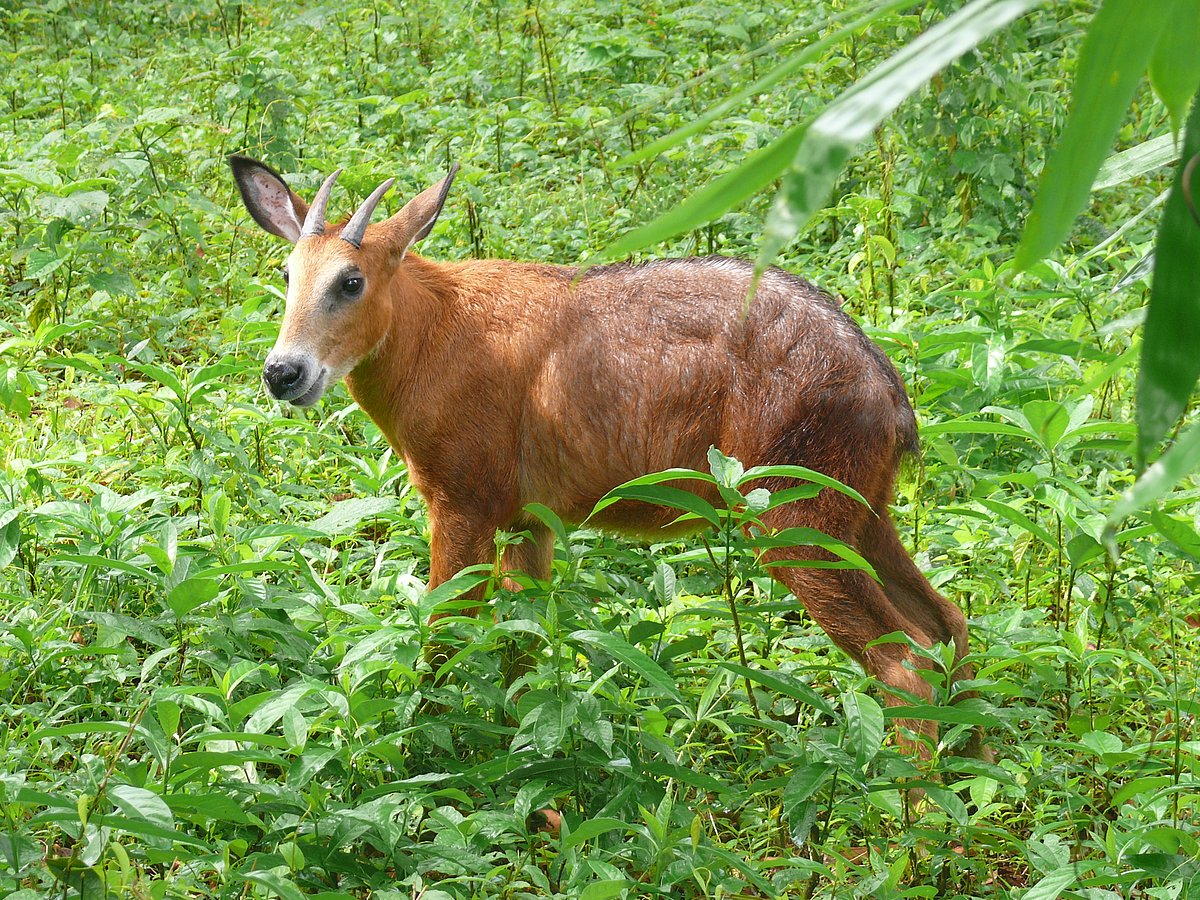 কক্সবাজারের ডুলাহাজারার বঙ্গবন্ধু শেখ মুজিব সাফারি পার্কে একটি প্রাপ্তবয়স্ক পুরুষ বনছাগল