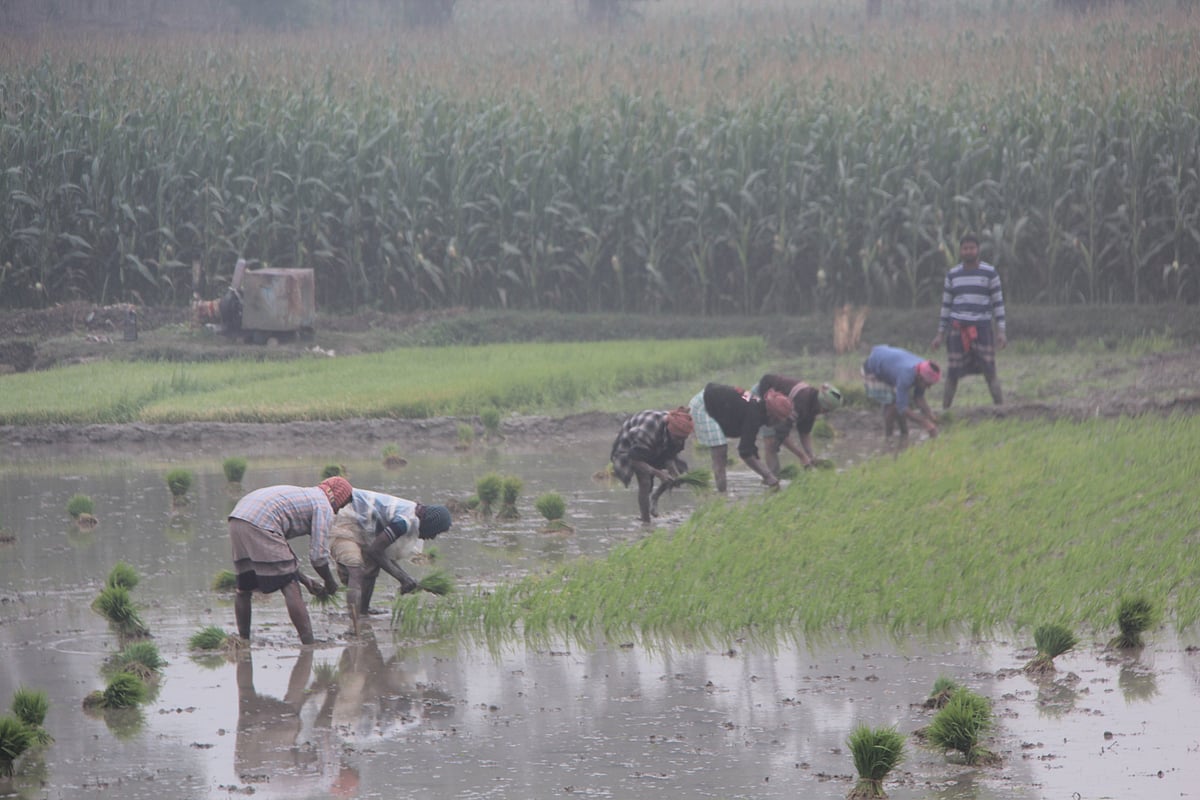 তীব্র শীতের মধ্যে হিমশীতল পানিতে দাঁড়িয়ে ধানের চারা রোপণে ব্যস্ত কয়েকজন শ্রমিক। আজ শনিবার সকালে চুয়াডাঙ্গা সদর উপজেলার হাজরাহাটি মাঠে