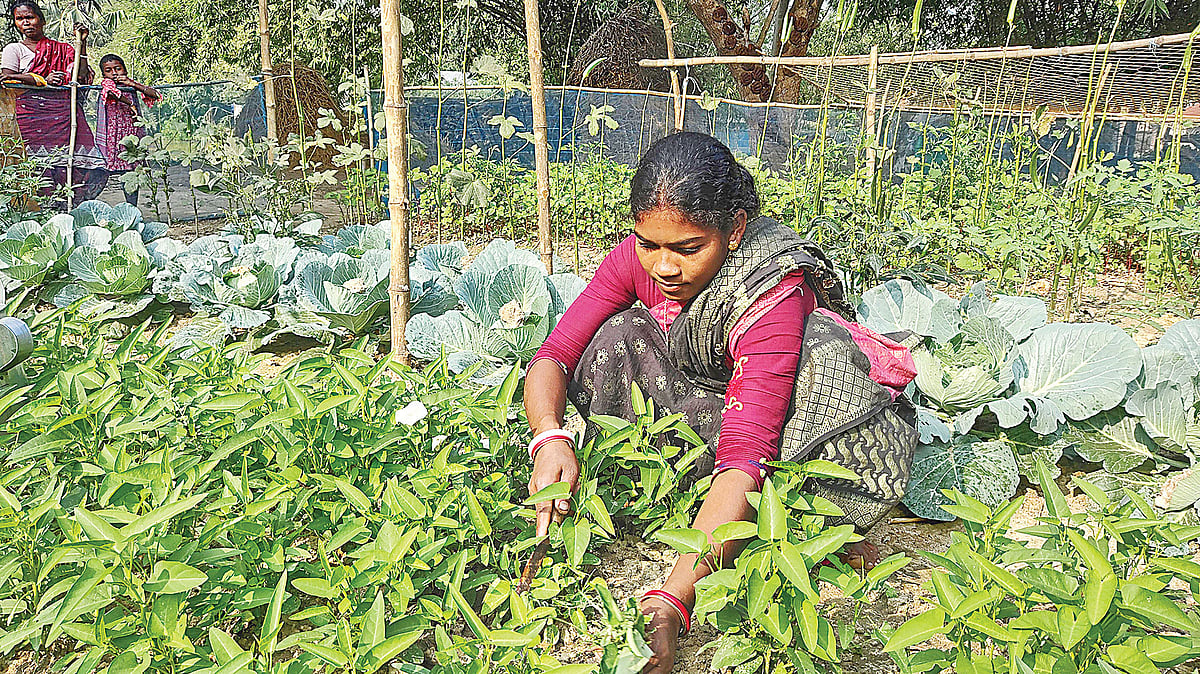 নিজ বাড়ির পাশে সবজিখেতে কাজ করছেন অনিতা মুরমু। চাঁপাইনবাবগঞ্জের নাচোল উপজেলার বাইপুরে সম্প্রতি