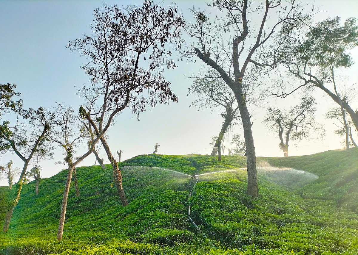চা–বাগান