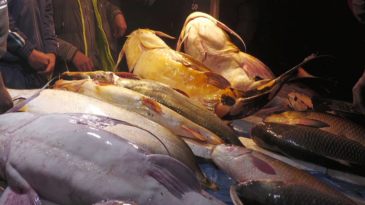 মাছের মেলায় ডালায় সাজিয়ে রাখা মাছ। শনিবার রাতে মৌলভীবাজার সদর উপজেলার শেরপুরে