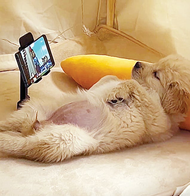 শুয়ে মুঠোফোনে কার্টুন দেখছে কুকুরছানা