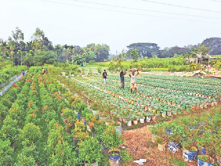 রাস্তার পাশে গড়ে উঠেছে বিশাল নার্সারি। সেখানে অনেক চারার সমারোহ। ছবিটি সম্প্রতি গাজীপুরের কাপাসিয়া এলাকা থেকে তোলা