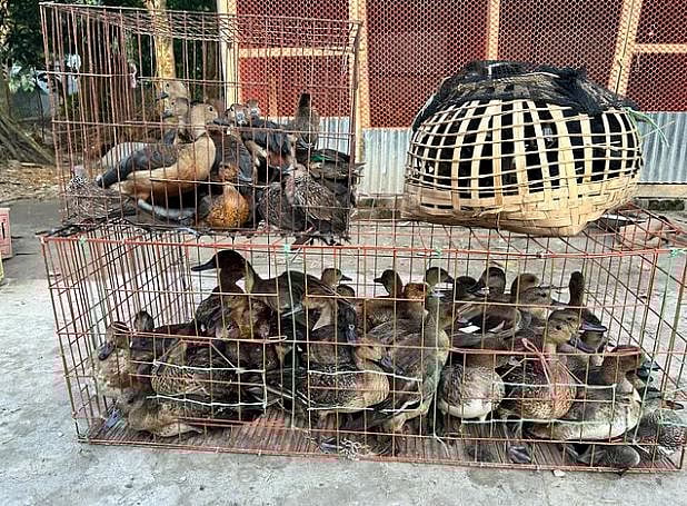 শীতের সময় এ দেশে এসে শিকারীদের শিকার হচ্ছে পরিযায়ী পাখি