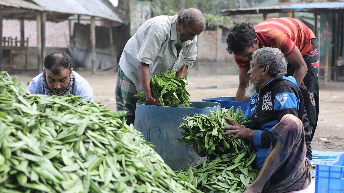 উৎপাদন এলাকা হিসেবে পরিচিত বগুড়ায় ভরা মৌসুমেও শীতকালীন সবজির দাম চড়া। সম্প্রতি বগুড়ার শাজাহানপুর উপজেলার কামারপাড়া হাটে