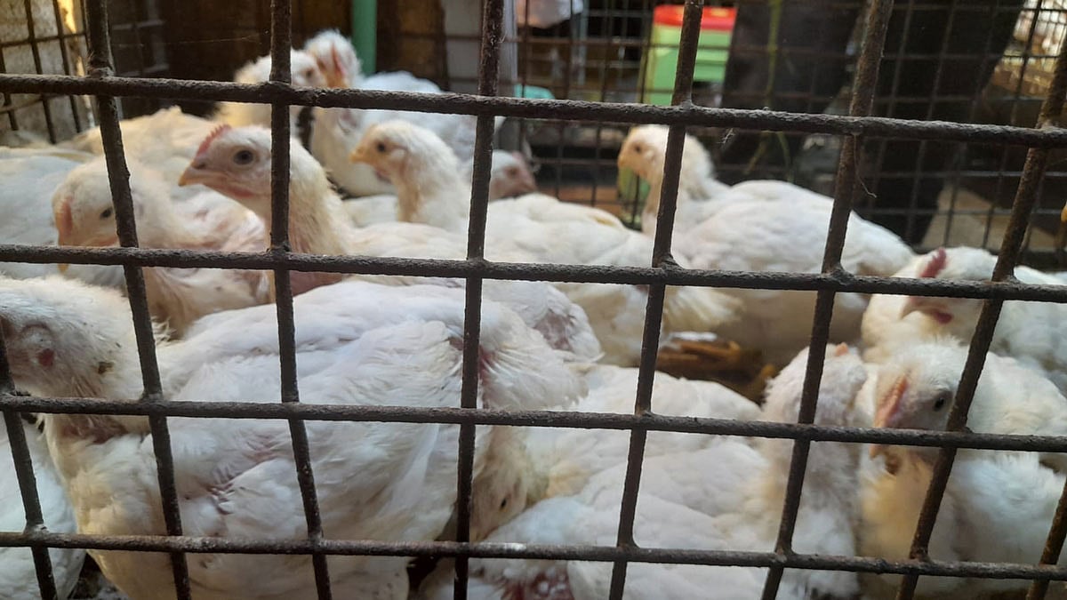 ব্রয়লার মুরগি