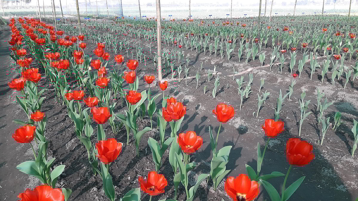 পঞ্চগড়ের তেঁতুলিয়া উপজেলার দর্জিপাড়া এলাকায় ফুটেছে টিউলিপ। এসব ফুল দেখতে দেশের বিভিন্ন প্রান্ত থেকে আসছেন দর্শনার্থীরা