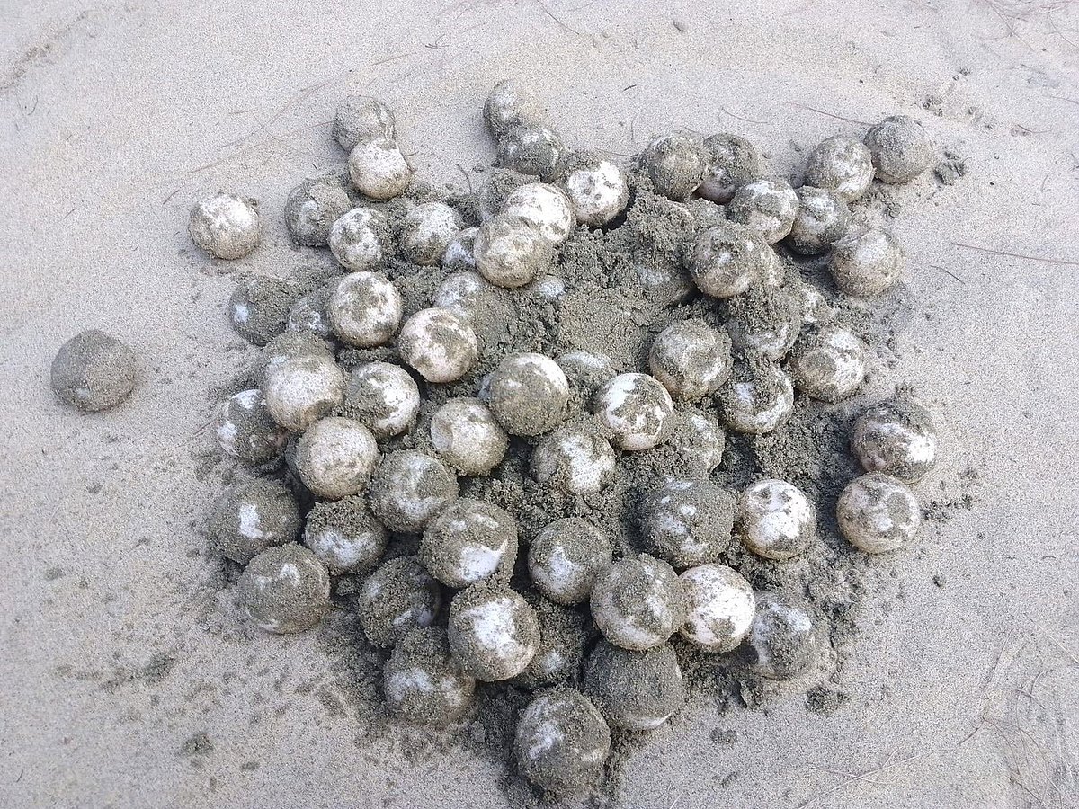 টেকনাফের শাহপরীর দ্বীপে পেড়ে যাওয়া মা কাছিমের ডিম। বাচ্চা ফোটাতে নেকমের কর্মীরা ডিমগুলো সংরক্ষণ করছেন