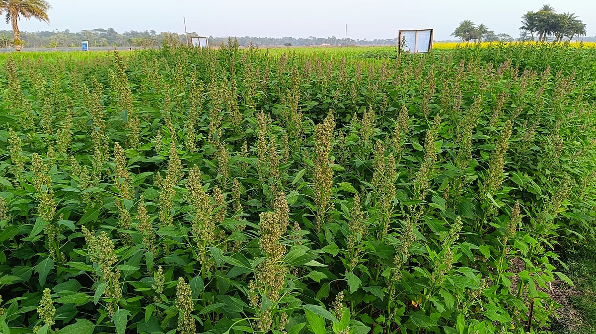 খুলনার কয়রার উত্তর বেদকাশী এলাকায় প্রথমবারের মতো পরীক্ষামূলকভাবে কিনোয়া আবাদে সফলতা পেয়েছেন কৃষক নওশের সরদার। ছবিটি বুধবার তোলা