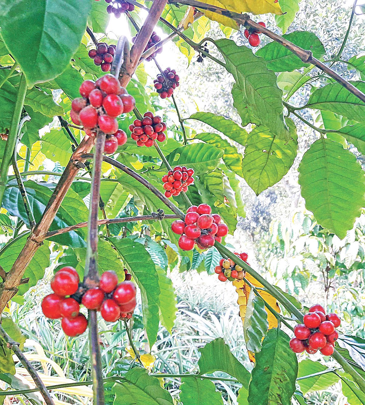 কফিগাছে পাকা ফল। গত মঙ্গলবার মৌলভীবাজার সদর উপজেলার আকবরপুরে
