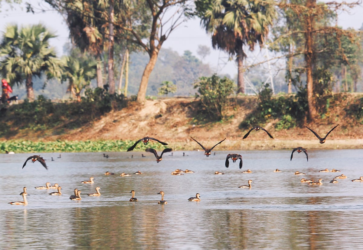 বগুড়ার শেরপুরের গোয়ালজানি গ্রামের আমাইলডাঙ্গা বিল। এখানে এখন পরিযায়ী পাখির আনাগোনা। ছবিটি মঙ্গলবার বিকেলে তোলা