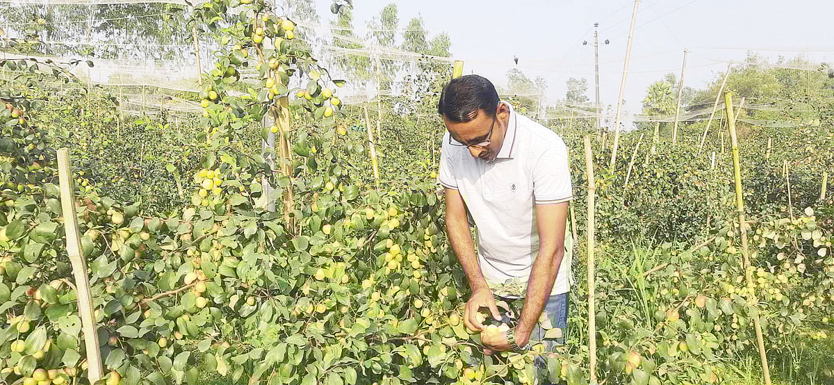 টাঙ্গাইলের সখীপুর উপজেলায় বরই বাগানে পরিচর্যায় ব্যস্ত ইলিয়াস আহমেদ। সম্প্রতি উপজেলার নামদারপুর গ্রামে