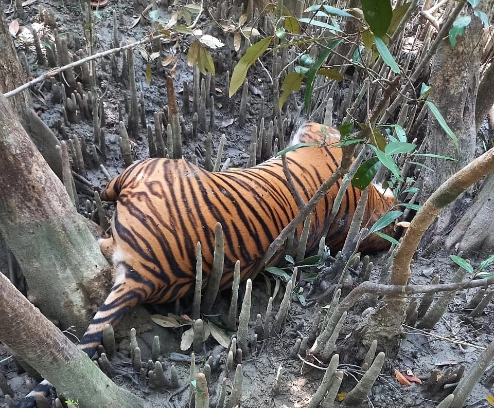 সুন্দরবন–পূর্ব বন বিভাগের শরণখোলা রেঞ্জের কচিখালীর টাইগার পয়েন্ট এলাকা থেকে বাঘটির মরদেহ উদ্ধার করা হয়
