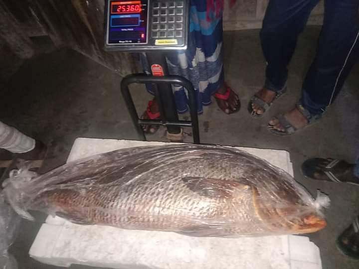 সুন্দরবনের মালঞ্চ নদীর ফিরিঙ্গি খালে গত শনিবার রাতে শুকুর আলীর জালে মাছটি ধরা পড়ে