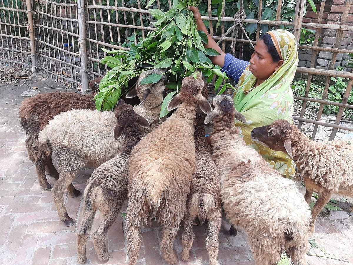 ভেড়া পালন করে রংপুরের তারাগঞ্জ উপজেলার প্রামাণিকপাড়া গ্রামের বেবি বেগমের ভাগ্য বদল হয়েছে