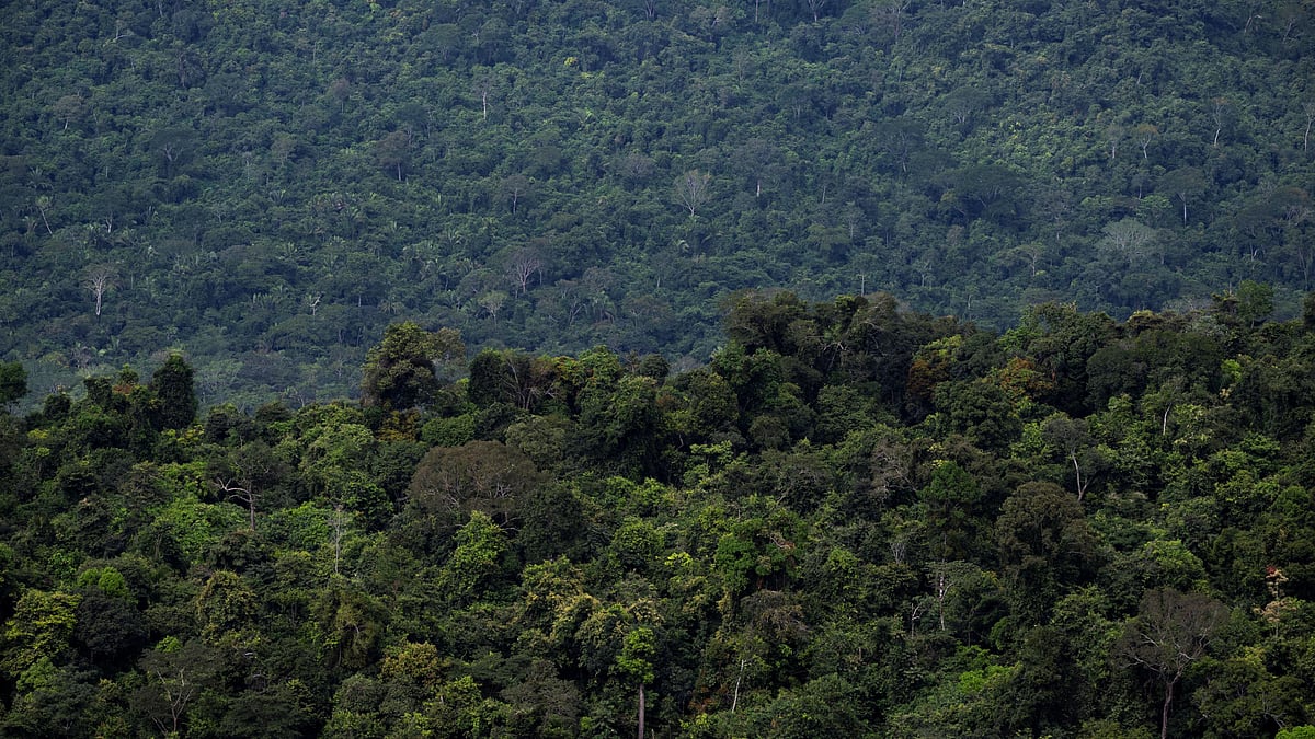 আমাজন জঙ্গল
