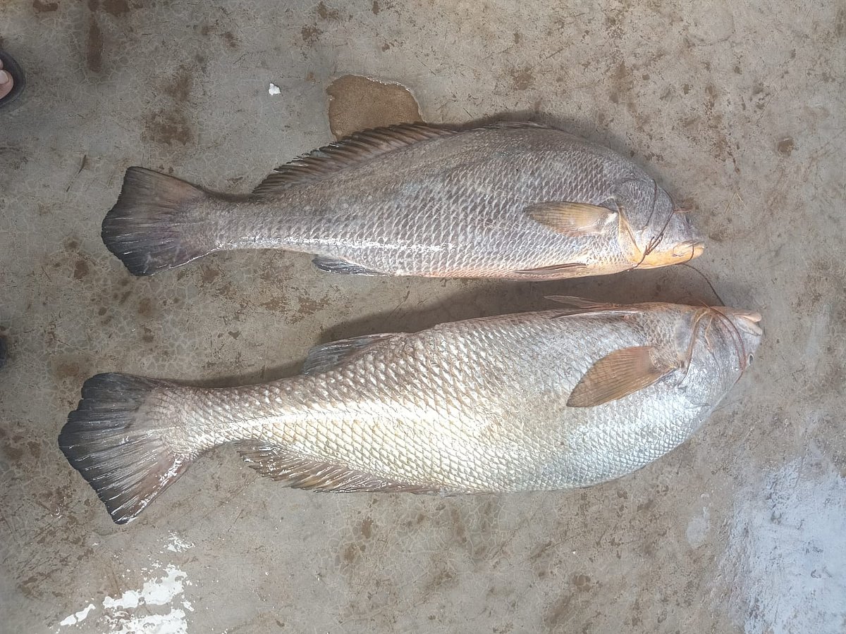 বঙ্গোপসাগরের সোয়াচ অব নো গ্রাউন্ড এলাকায় জেলের বড়শিতে উঠে আসা কালো পোয়া মাছ। মাছ দুটি সোয়া লাখ টাকায় বিক্রি হয়েছে