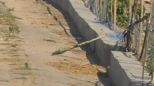 বান্দরবানের নাইক্ষ্যংছড়ি উপজেলার ঘুমধুম ইউনিয়নের ধানখেতে পাওয়া ‘অবিস্ফোরিত’ মর্টার শেল। গত শুক্রবার তুমব্রু-ঘুমধুম সীমান্ত সড়কের পশ্চিমকুল এলাকায়