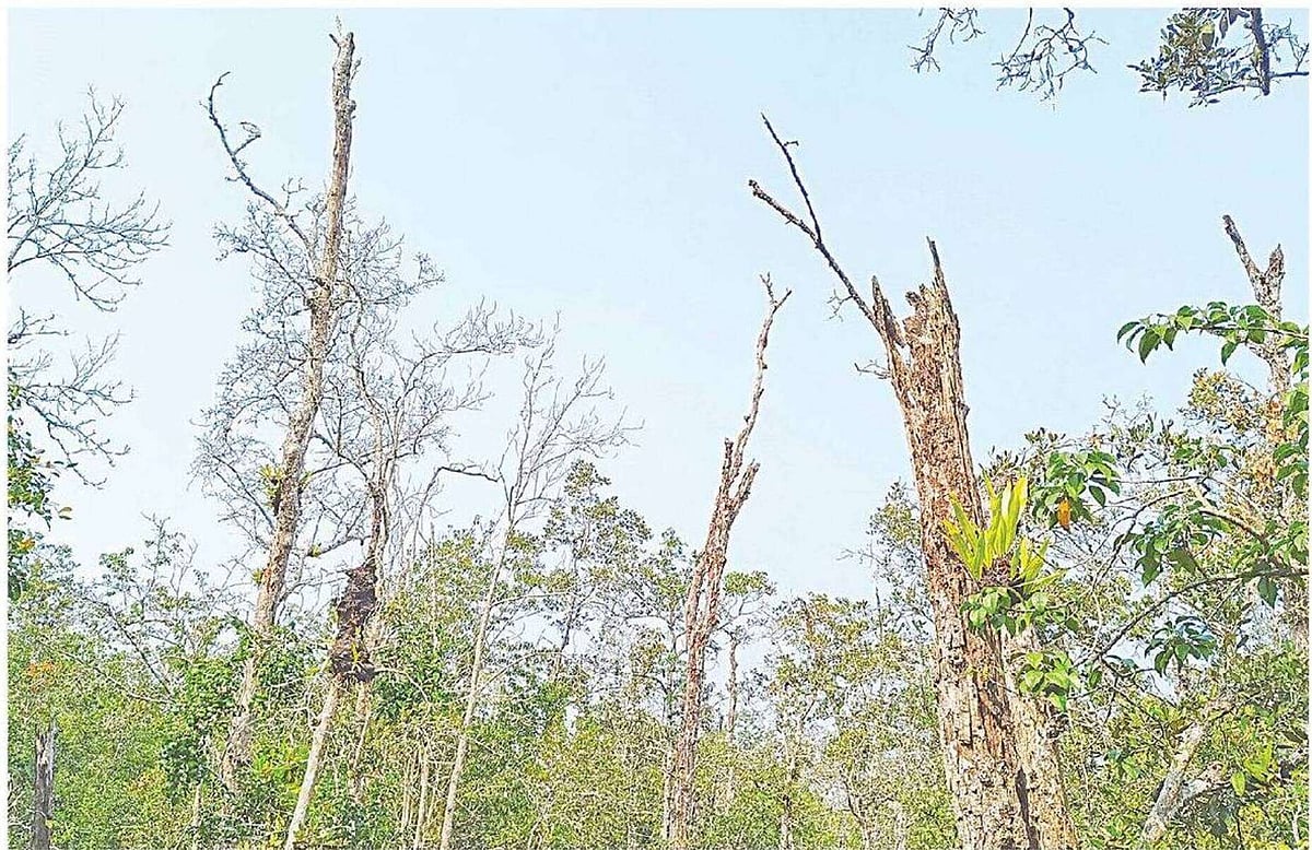 সুন্দরবনের সুন্দরী গাছের প্রায় অর্ধেক আগা মরা রোগে আক্রান্ত হয়েছে। ৪ ফেব্রুয়ারি সুন্দরবনের কালাবগী এলাকায়