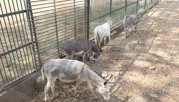মিরপুরে জাতীয় চিড়িয়াখানায় ধারণক্ষমতার চেয়ে গাধার সংখ্যা বেশি। সে কারণে এই প্রাণী কয়েকটি বিক্রির উদ্যোগ নিয়েছে চিড়িয়াখানা কর্তৃপক্ষ। সোমবার জাতীয় চিড়িয়াখানা থেকে তোলা