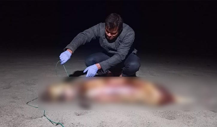 সৈকতে ভেসে আসা মৃত ডলফিনের নমুনা সংগ্রহ করছেন বাংলাদেশ সমুদ্র গবেষণা ইনস্টিটিউটের এক বিজ্ঞানী। বৃহস্পতিবার বিকেলে রামুর হিমছড়ি সমুদ্রসৈকতে