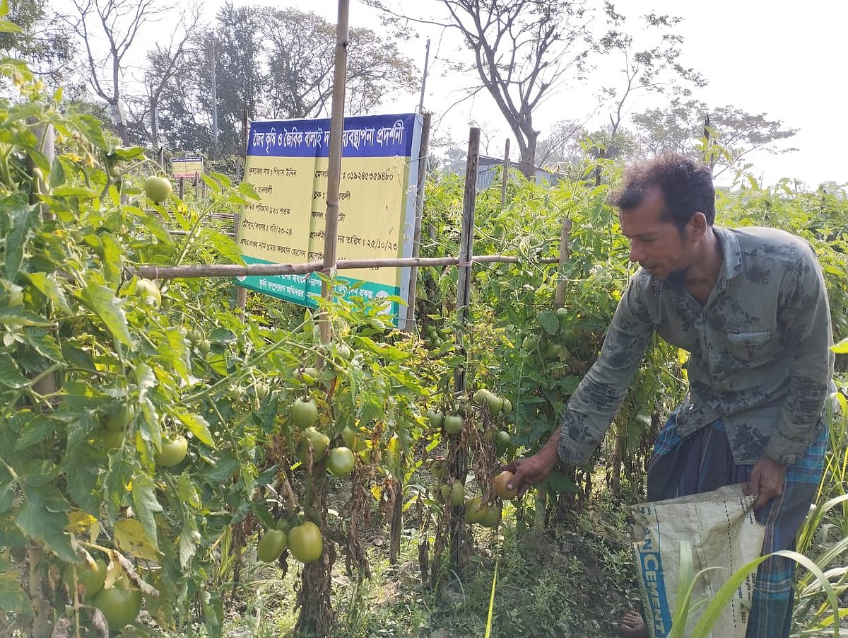 খেত থেকে বিষমুক্ত টমেটো তুলছেন এক কৃষক। গত বৃহস্পতিবার চাঁদপুরের মতলব উত্তরের বাগানবাড়ি এলাকায়